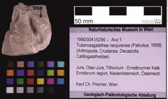 Foto (Objekt + Etiketten) von Tuberosagalathea neojurensis (Patrulius, 1959) (NHMW-GEO-1990-0041-0290)